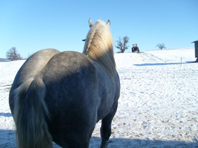 Cadrie - CAI RASA PERCHERON