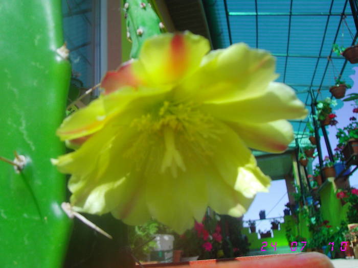 Opuntia