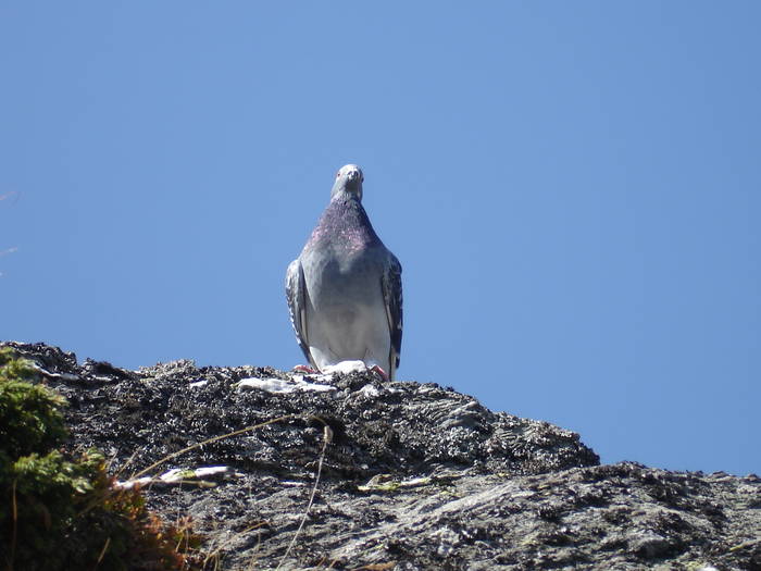 in muntii fagarasi