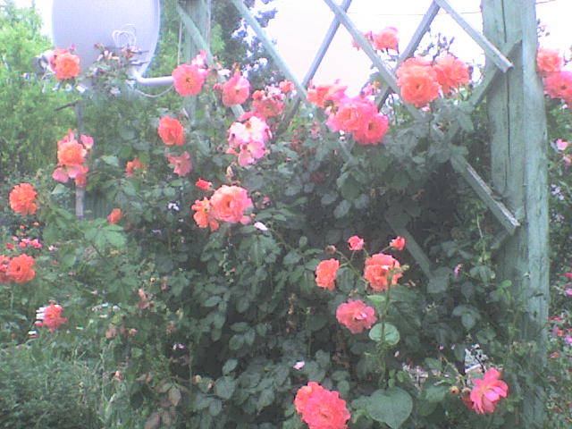 urcator portocaliu - trandafiri