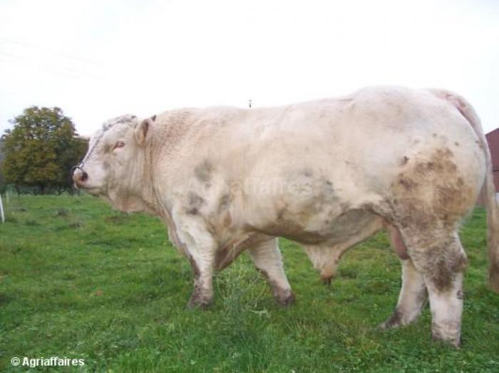 taur charolais-20 de luni - Vaci de carne DANYJOJO