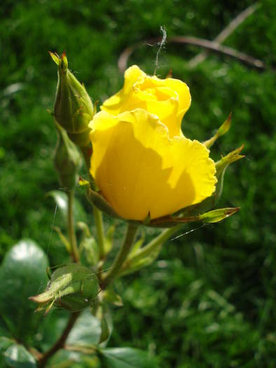 Rose Golden Showers (2009, May 26)