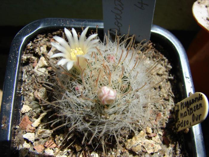 Mammillaria...