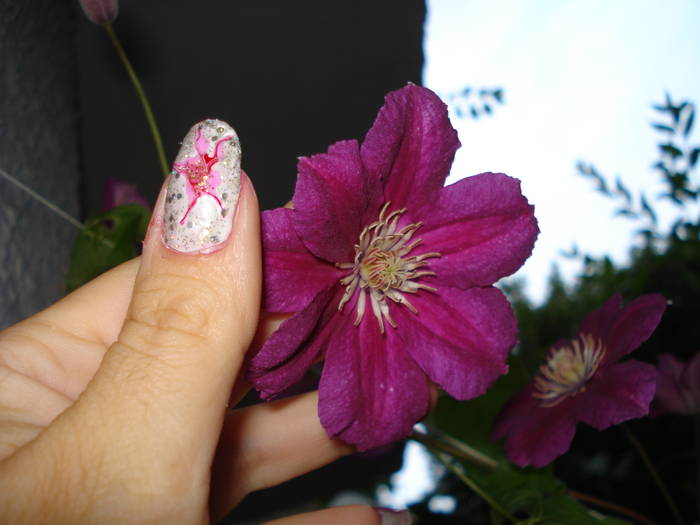 CARDINAL RED - FLORILE MELE