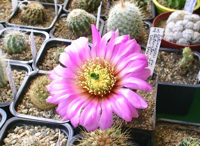 Echinocereus  pectinatus spi.bruni-floare