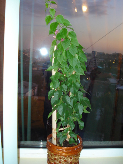 BOUGAINVILLEA