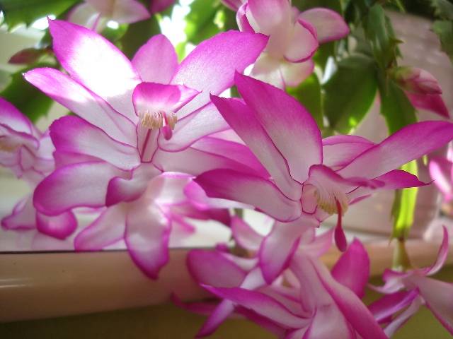 Schlumbergera%2001 - Schlumbergera PINKK