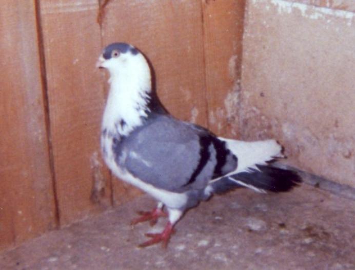 Mascatul - porumbei din 1993-1995
