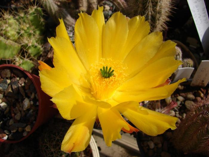 Echinocereusstoloniferus, floare, detaliu.