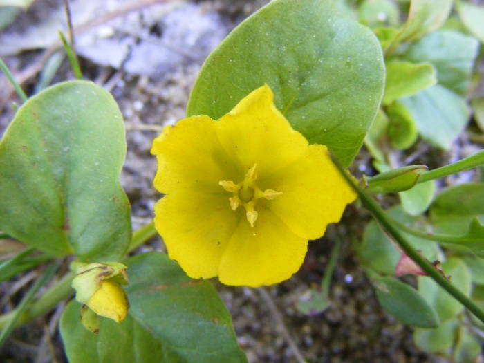 DSCF8909; yellow flower
