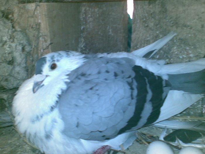 M 2004 - Porumbei voiajori