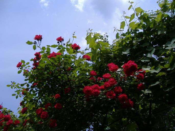 Red roses 2