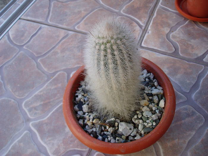 P1010002 - cactus necunoscut-poate ma ajuta cineva sa-l identific