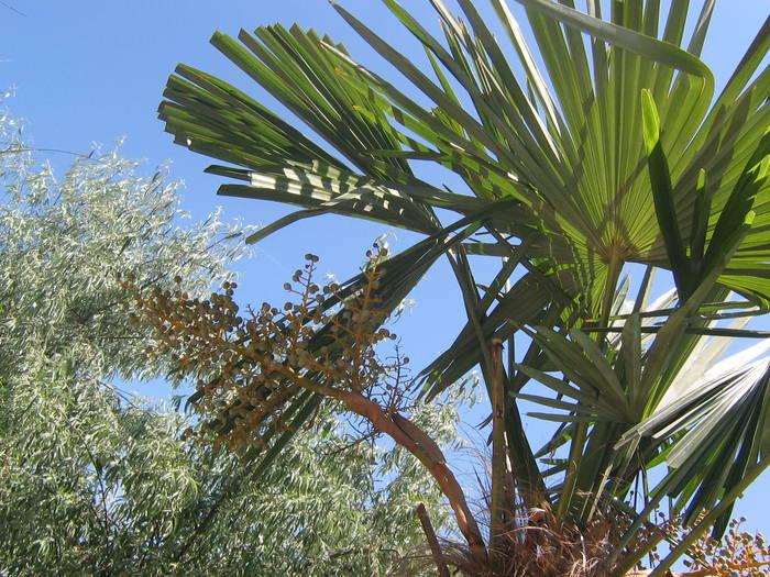 palmieri din Mamaia - palmieri