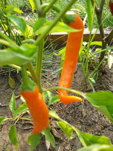 Orange Cayenne Pepper (2009, Aug.20) - Cayenne Orange Hot Pepper