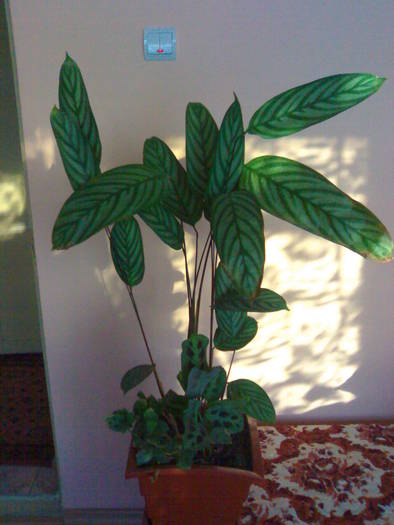 Ctenanthe si Maranta - Marantaceae 2009