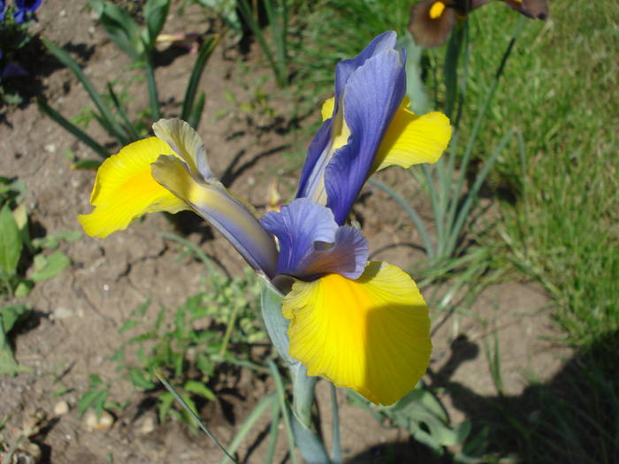 Iris Oriental Beauty (2009, May 20)