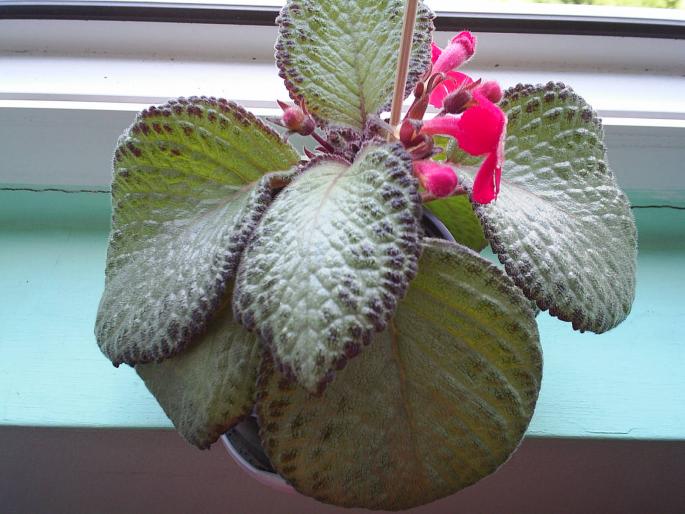 episcia - Alte plante