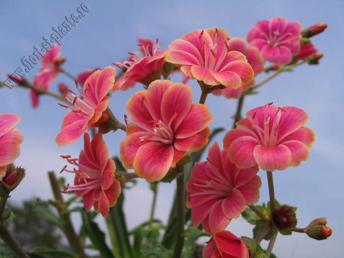 Lewisia portocaliu_roz 4