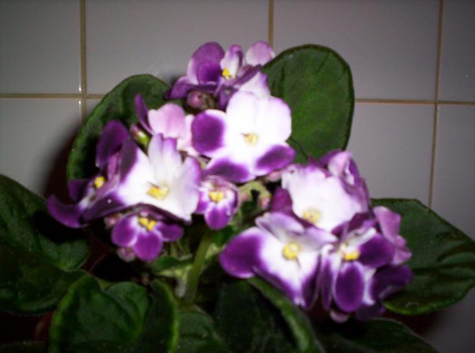 violete saintpaulia lonantha-hibrid 10 noi 2007 (4
