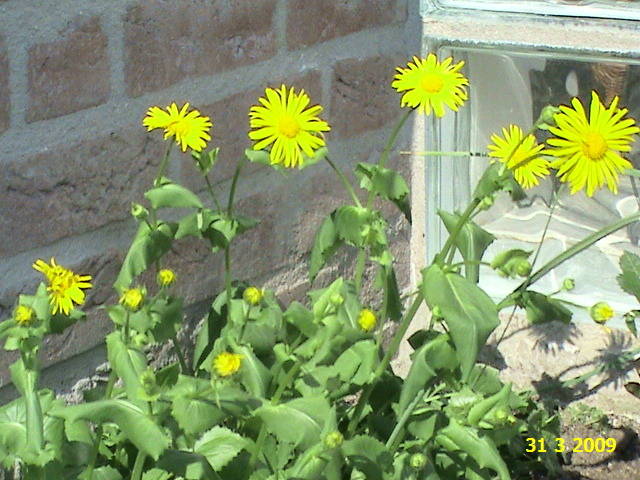 Doronicum iarba ciutei 31 mart 2009 - plante diverse