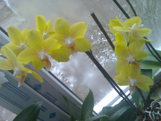 phalenopsis