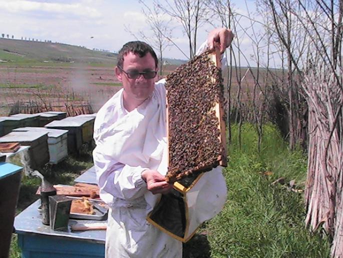 Rama puiet si apicultoru care verifica rama