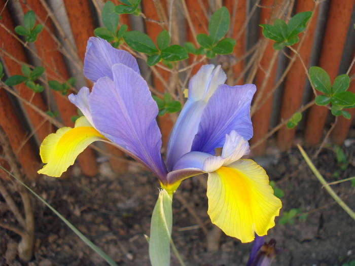 Iris Oriental Beauty (2009, May 24)