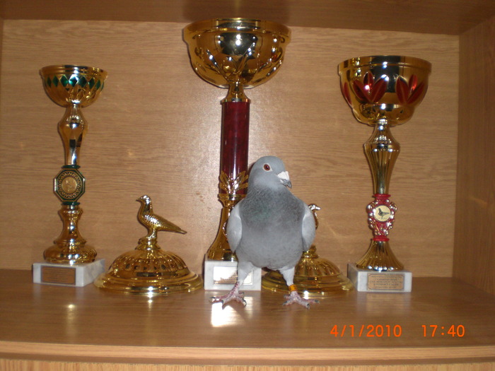 campioana loc 1 palmares,loc 2 maraton 2009,loc 3 maraton int. toata 3 cupele luate in anul competit - campioana 2009 maraton pal