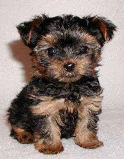 Yorkshire Terrier