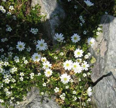 flori-de-munte--fagaras