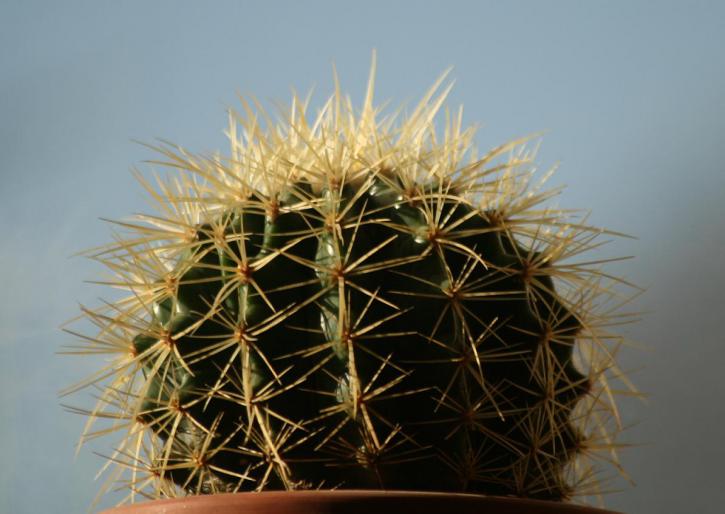 echinocactus grusonii - plante 2008