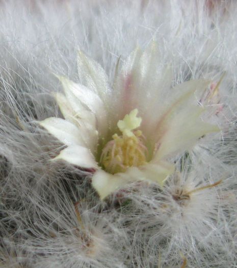 Mammillaria bocasana v. multilanata-detaliu floare