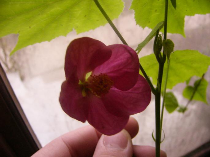 abutilon