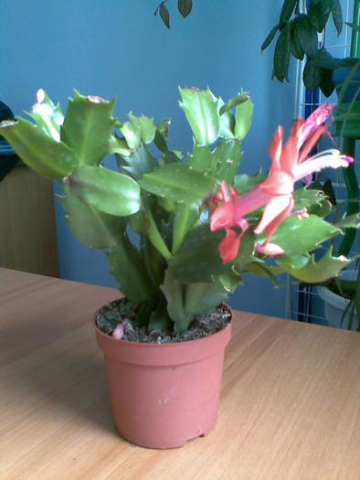 schlumbergera