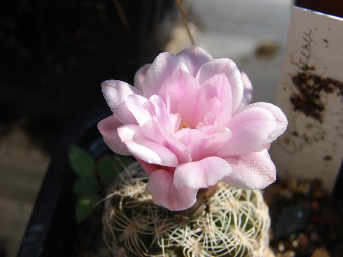 Gymnocalycium bruchii