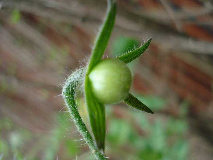 Tomato Yellow Pear (2009, May 29)