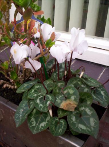 cyclamen gradina 5 noi.200