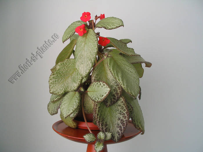 episcia green aga 3