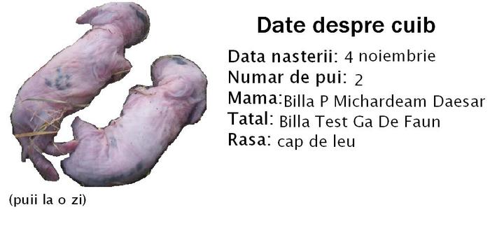 Date despre cuib