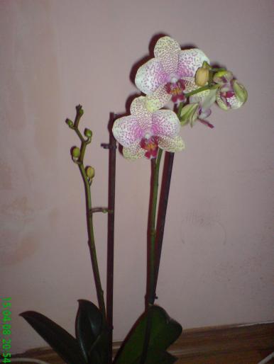 Phale - Orhidee