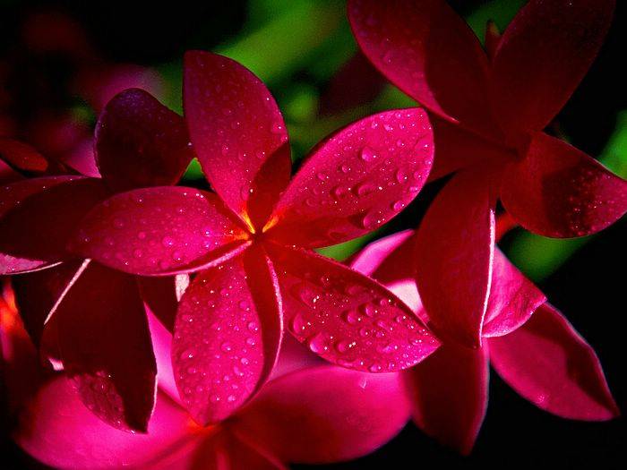 Red Plumeria - Hawaiian Plumeria 1