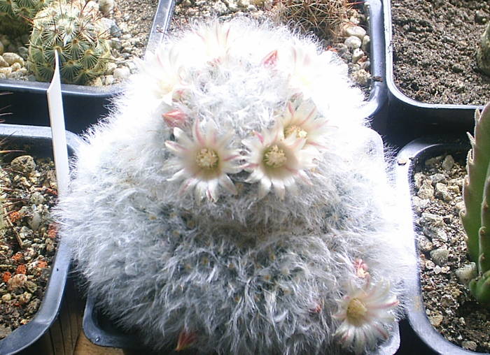 Mammillaria bocasana v.multilanata - cactusi -nu le mai am