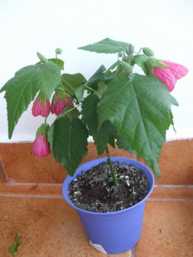 abutilon