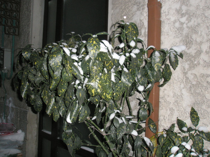 frunzele de la Aucuba mare - 18.12 - plante de exterior - 2009 - 2010