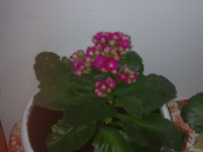 KALANCHOE