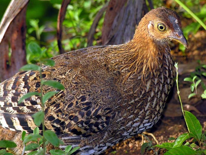 Gallus lafayetii