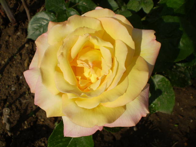 P5161460 - trandafiri