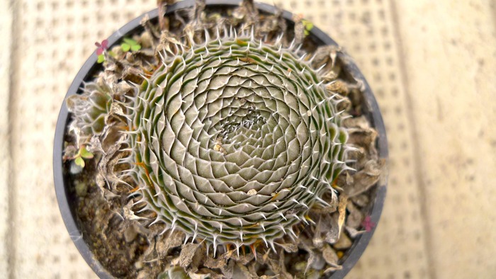 Orostachys spinosus - Plante hardy