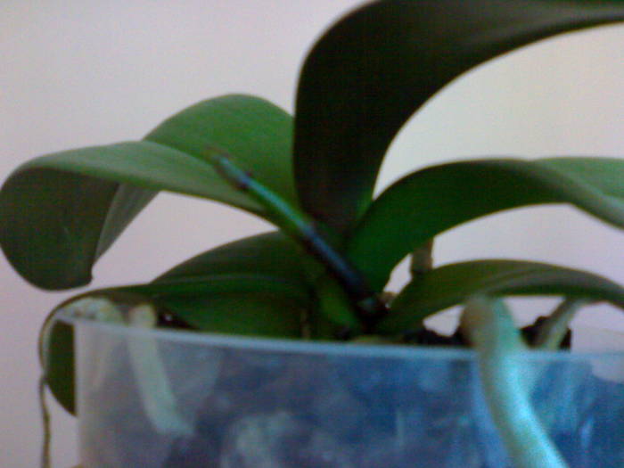 o noua tija,la 3 luni de la achizitie - Phalaenopsis NoID mov-alb 2009